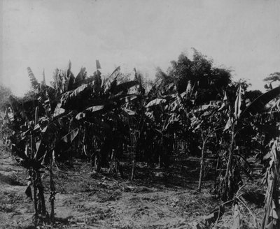 Bananenanbau, Trinidad, um 1891 von English Photographer